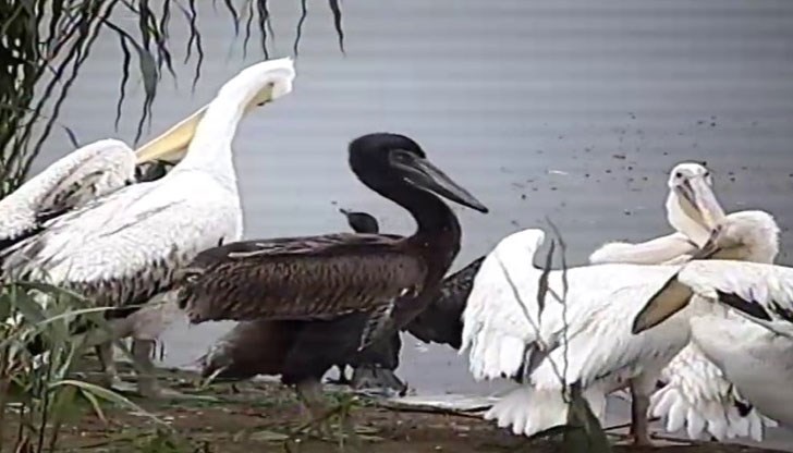 Деца от Образователен център „Сияйни“ в София кръстиха излюпеното тази година розово пеликанче Деца от Образователен център „Сияйни“ в София кръстиха излюпеното тази година розово пеликанче