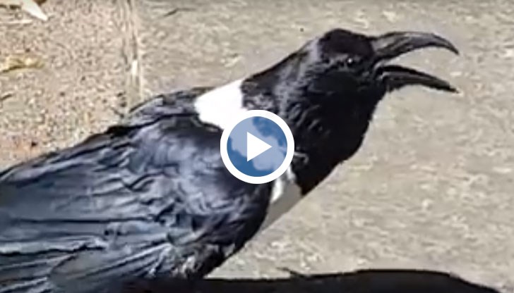 Птицата пита "Добре ли си, миличка"