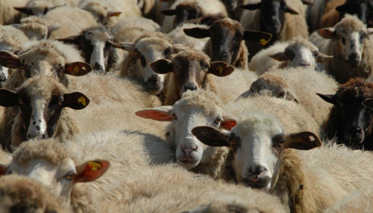 Допълнително по 47 лв. на животно ще получат стопаните от Бургаско и Ямболско Допълнително по 47 лв. на животно ще получат стопаните от Бургаско и Ямболско