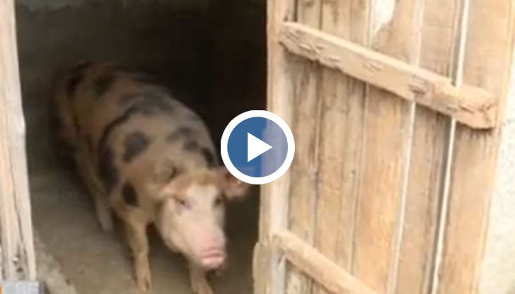 В района се намират три от най-големите свинекомплекси в България