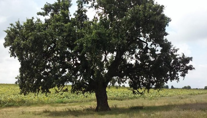 Цер от село Звенимир