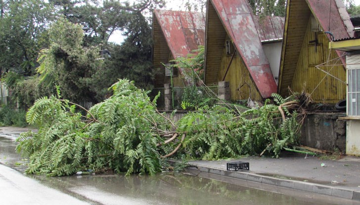 Дърво се е стоварило върху "Тойота" в Парка на младежта Дърво се е стоварило върху "Тойота" в Парка на младежта
