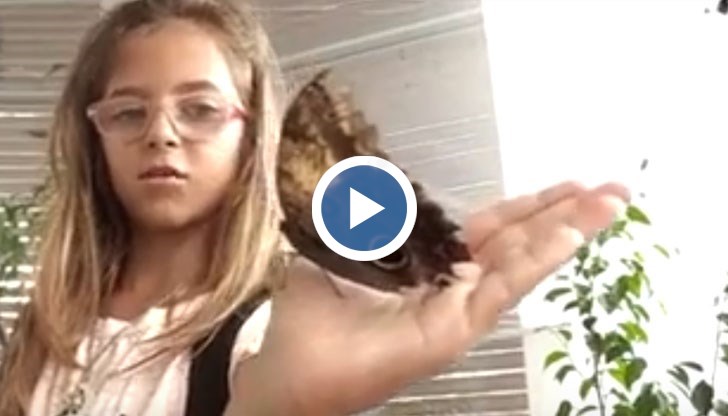 Гигантското насекомо е мъжко и е част от експозиция на пеперуди в морската градина