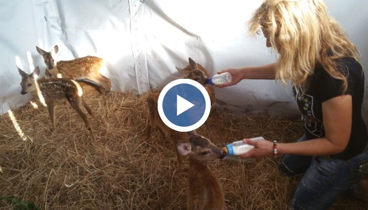 Крехките животинки са едва на 5 седмици