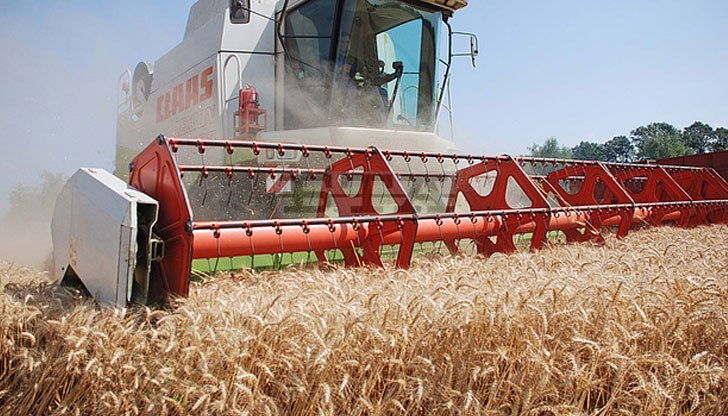 Около 90 процента от пшеницата в региона вече е прибрана