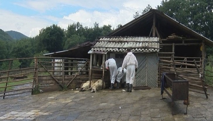 Умъртвяването на овце и кози е временно преустановено