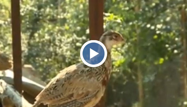 Ловните дружинки в Русенско тази година ще направят най-голямото разселване на фазани в страната