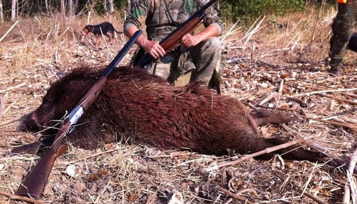 Пробите ще бъдат проверявани за наличие на вируса на заболяването африканска чума по свинете