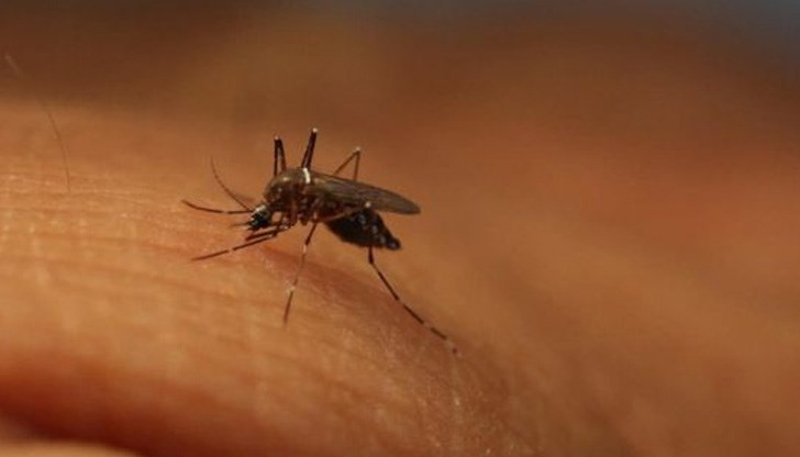 Болестта се предава от заразени комари