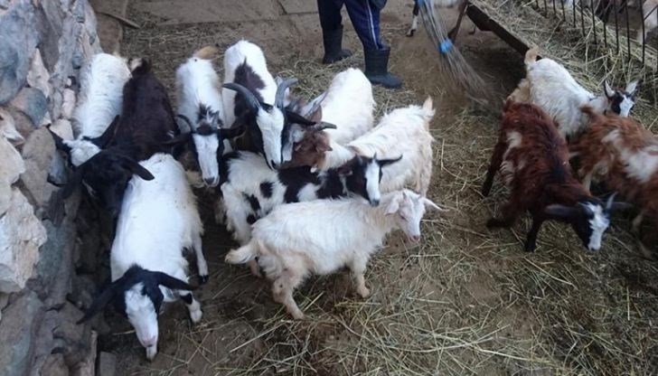 Местните хора търсят начин да спасят животните си Местните хора търсят начин да спасят животните си