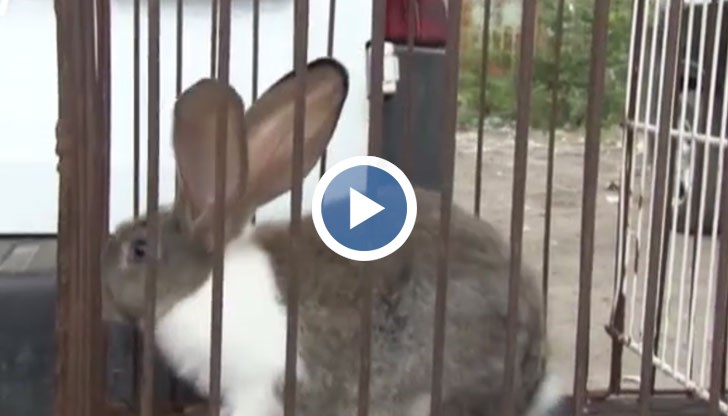 Някои търговци се опитаха да избягат