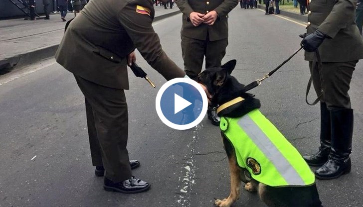 Кучето надушвало пратките им с дрога и бандитите понасяли огромни щети