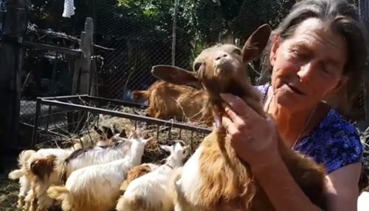 Едно-единствено стадо оцеля в село Шарково Едно-единствено стадо оцеля в село Шарково