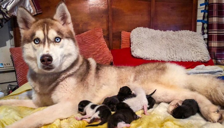 3-годишната Банър обгрижва намереното котило като сърцата майка