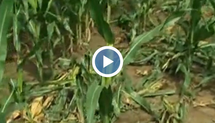 Най-потърпевши са тези, които отглеждат площи с пшеница, царевица и слънчоглед