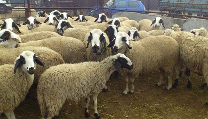 Дребните преживни животни в три села ще бъдат умъртвени Дребните преживни животни в три села ще бъдат умъртвени