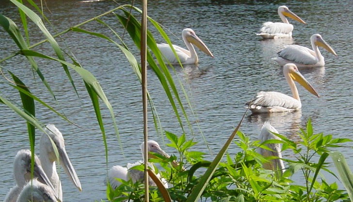 РИОСВ Русе обяви 2 конкурса във връзка с 70-годишнината от обявяване на „Сребърна“ за защитена територия РИОСВ Русе обяви 2 конкурса във връзка с 70-годишнината от обявяване на „Сребърна“ за защитена територия