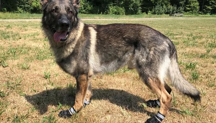 Целта е животните да не си изгорят лапите на нагорещения асфалт