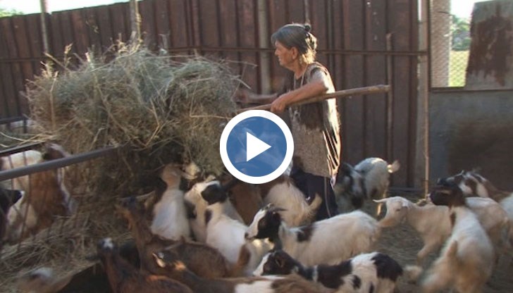 Младежи пренощуваха пред кошарата ѝ, за да пазят животните