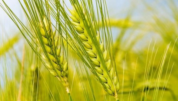 На 5-ти юли православната църква отбелязва Летен Атанасовден