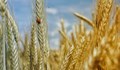 Учени разкриха генома на житото