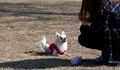 Кучетата в Пловдив да се разхождат само с памперси