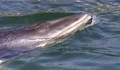 Туристи се натъкнаха на бебе кит с откъсната опашка