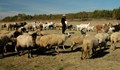 Започна изплащането на субсидиите на овцевъдите
