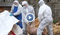 Румъния умъртвява 140 000 прасета заради чумата