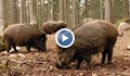 ​Африканскатa чума по свинете вече е на 15 километра от България