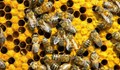 Пчелите са най-ценният вид на планетата