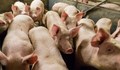 Умъртвяват 16 000 прасета заради африканска чума в Латвия