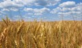 Изкупуват пшеницата с 15% по скъпо от миналата година