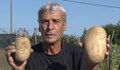 Стопанин отгледа картоф – гигант