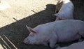 Умъртвяват свинете в село Тутраканци