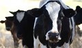 Откриха огнище на туберкулоза по говедата в община Стрелча