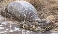 Нигерийци сготвиха питон, защото погълнал козата им
