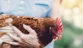 Отпадат ограниченията за продажба на птици