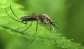 Изследват български комари за западнонилска треска