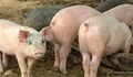 Инвентаризират свиневъдните стопанства в община Борово