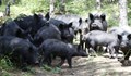 Чумата в Румъния може да унищожи българска порода свине
