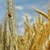 Учени разкриха генома на житото