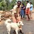 Куче спаси стопаните си при наводненията в Индия