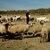 Започна изплащането на субсидиите на овцевъдите