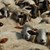 Животните в Странджанско били избити на сляпо