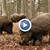 ​Африканскатa чума по свинете вече е на 15 километра от България