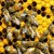 Пчелите са най-ценният вид на планетата