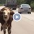 "Игра" на крави и шофьори по международния път Е-79
