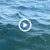 Екологична бомба цъка на дъното на Созополския залив