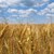 Изкупуват пшеницата с 15% по скъпо от миналата година